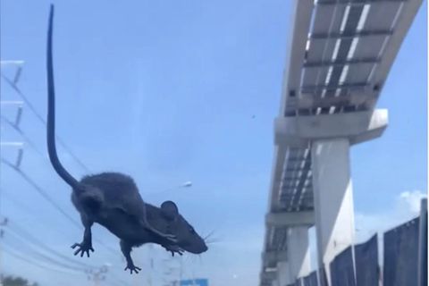 Ratte taucht plötzlich auf Windschutzscheibe auf – während der Autofahrt