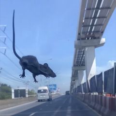 Ratte taucht plötzlich auf Windschutzscheibe auf – während der Autofahrt