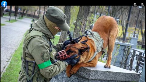 Schäferhund läuft zur Ukraine über