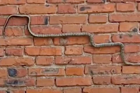 Wie im Handy-Spiel "Snake": Schlange gleitet über Häuserwand