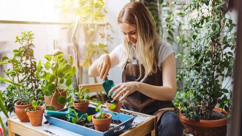 Balkonpflanzen: So pflegen Sie Ihre Blumen im Sommer richtig