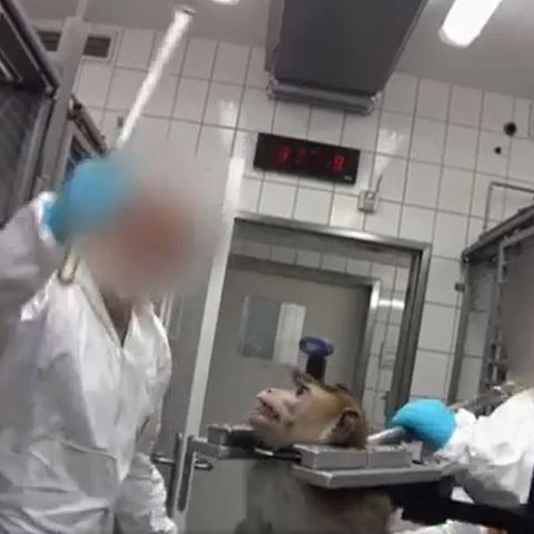 Mitarbeiter bedroht in LPT-Tierversuchslabor einen Affen