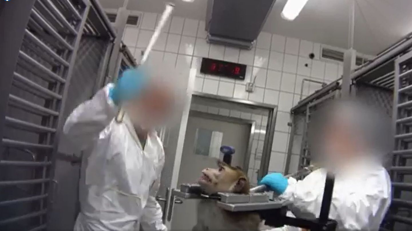 Mitarbeiter bedroht in LPT-Tierversuchslabor einen Affen