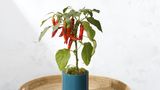 Chilipflanze von Bloom & Wild