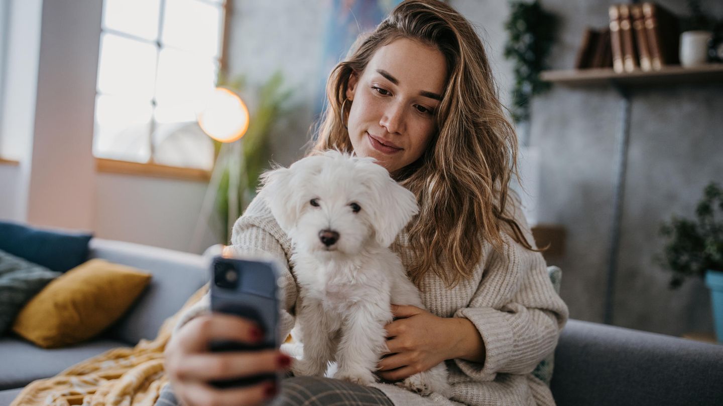 Eine Frau fotografiert einen Hund Eine Frau fotografiert einen Hund