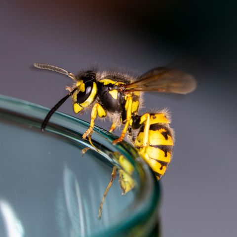 Eine Wespe sitzt auf einem Glas