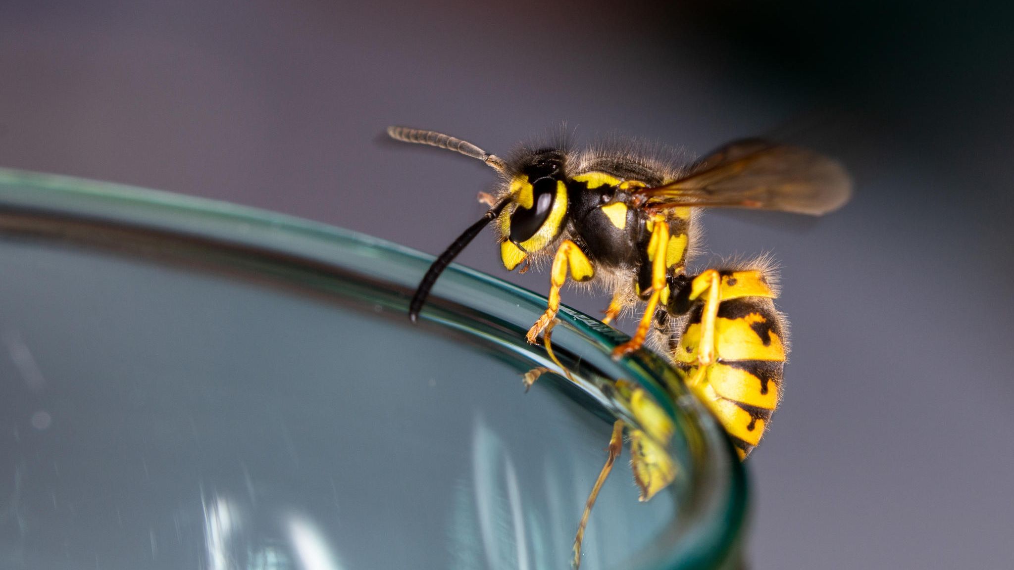 Wespen vertreiben: So schlagen Sie die Insekten in die Flucht