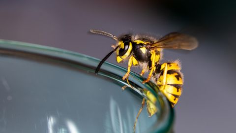Eine Wespe sitzt auf einem Glas