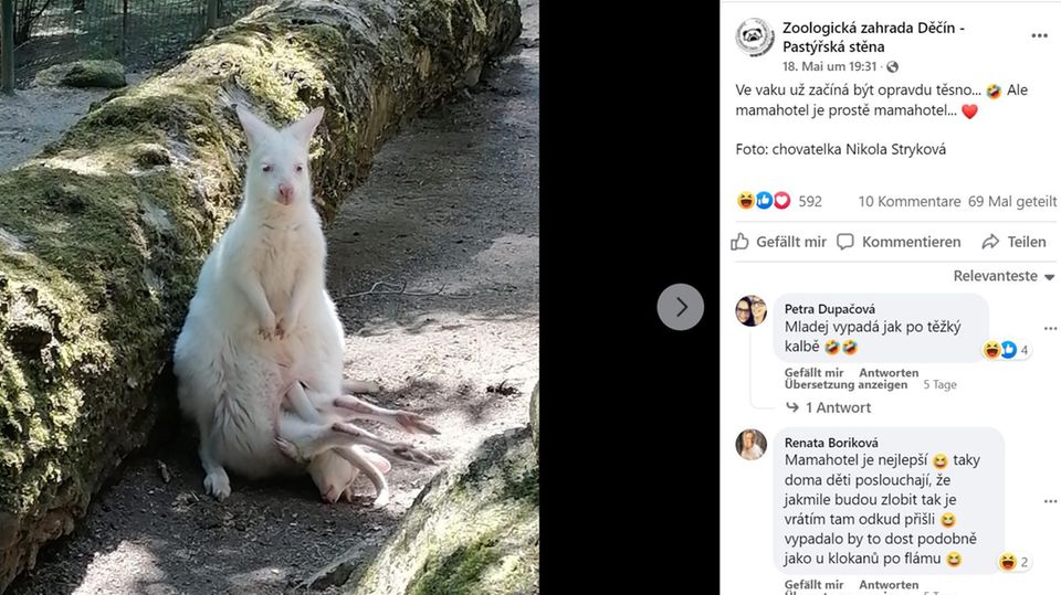 Ein weißes Albino-Känguru trägt sein Junges in seinem Beutel, die Beine schauen heraus