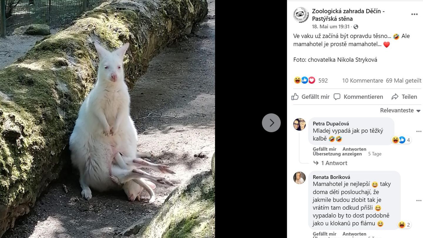 Ein weißes Albino-Känguru trägt sein Junges in seinem Beutel, die Beine schauen heraus