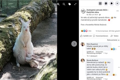 Ein weißes Albino-Känguru trägt sein Junges in seinem Beutel, die Beine schauen heraus