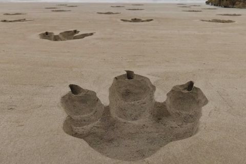 Dino-Fußspuren am Strand in Pembrokeshire, Wales