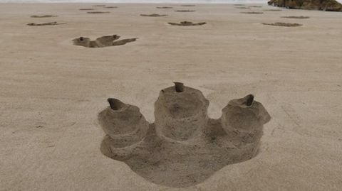 Dino-Fußspuren am Strand in Pembrokeshire, Wales