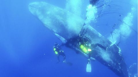 Spektakuläre Rettung eines Buckelwals vor der Küste Mallorcas