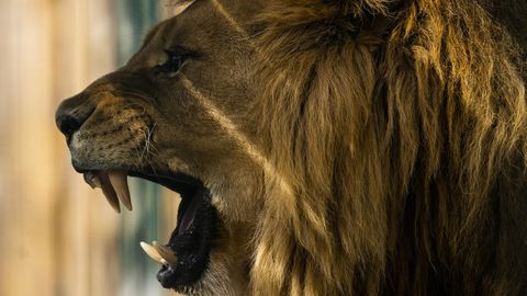 Ein Löwen-Männchen im Jamaica Zoo reißt sein Maul auf
