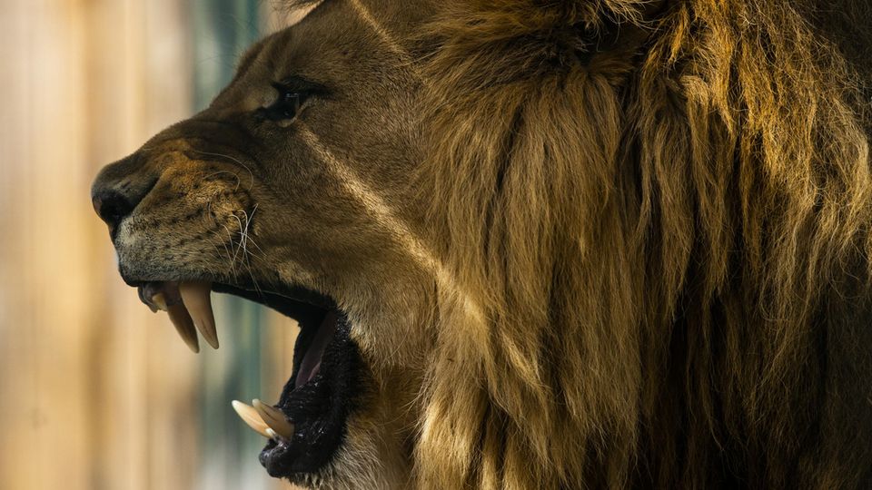 Ein Löwen-Männchen im Jamaica Zoo ist von der Seite zu sehen und reißt sein Maul auf