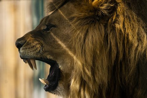 Ein Löwen-Männchen im Jamaica Zoo reißt sein Maul auf