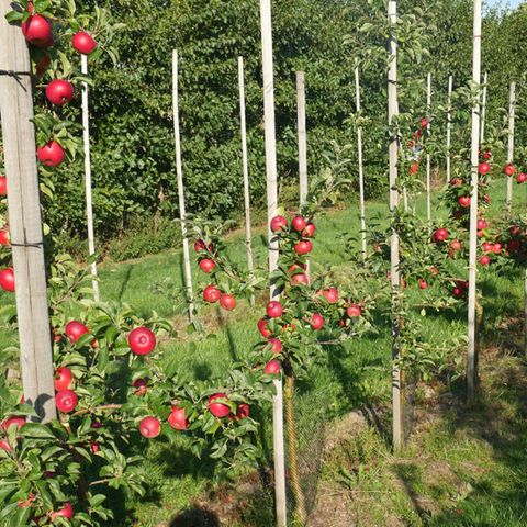 Obstbäume mit roten Früchten