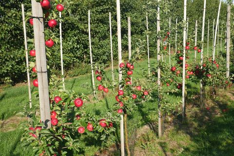 Obstbäume mit roten Früchten