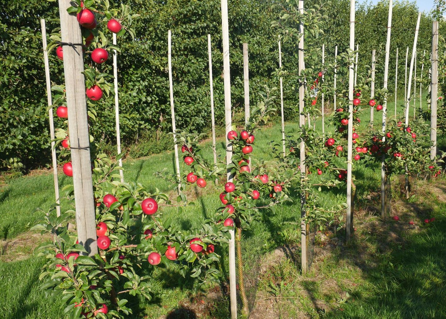 Obstbäume mit roten Früchten