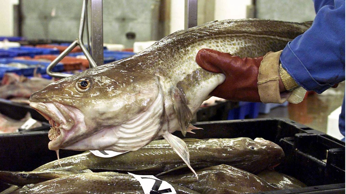Ein Fischhändler wiegt auf einem Fischmarkt in Großbritannien Kabeljau (Archivbild)