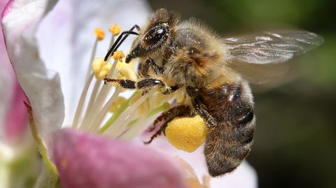 Eine mit Pollen behangene Biene sammelt in einem Apfelbaum den Nektar aus einer Blüte
