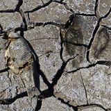 Lake Mead tote Fische