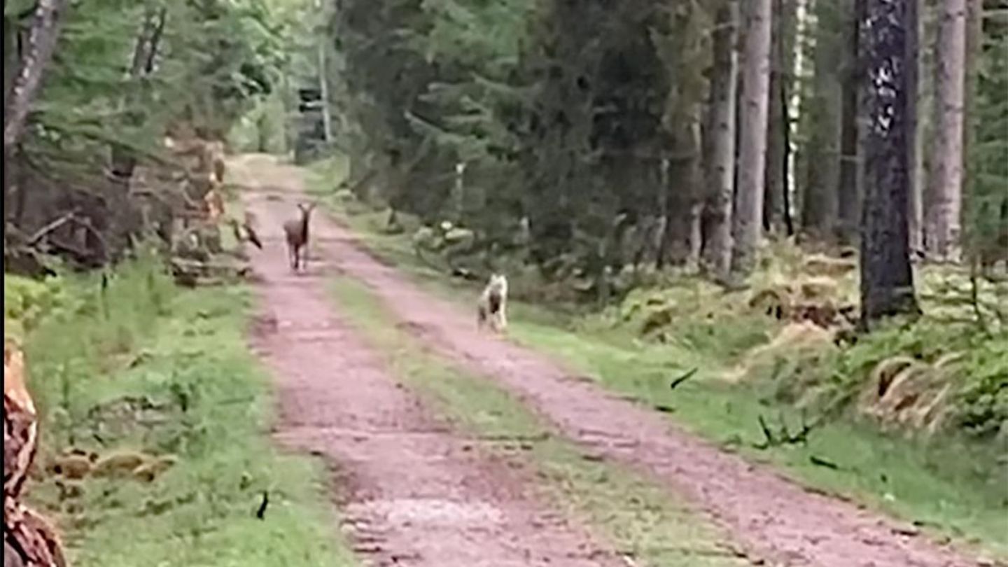 Rotwild und Wolf in vertauschten Rollen.