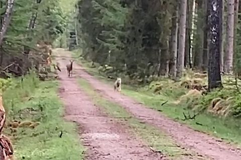 Rotwild und Wolf in vertauschten Rollen.