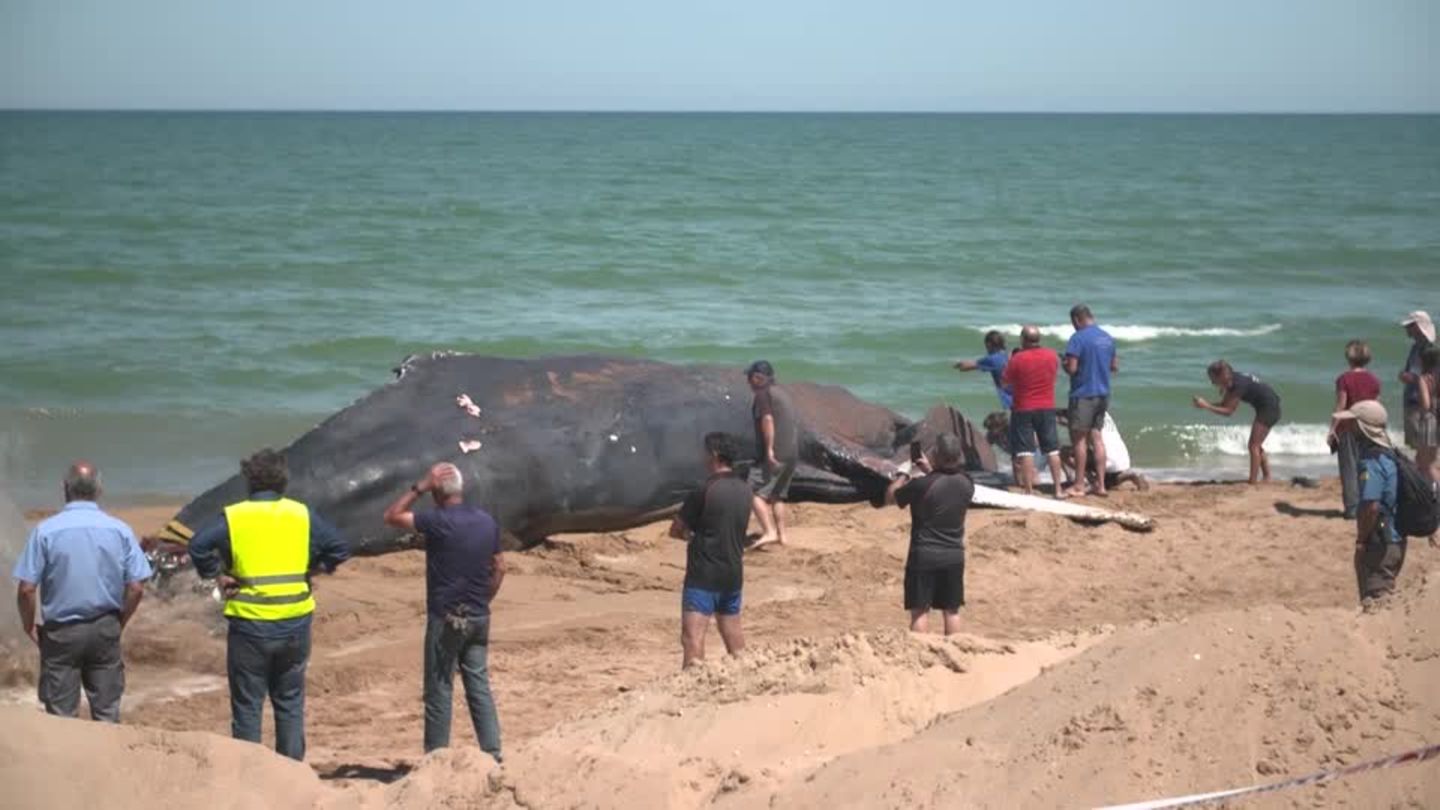 Video: Das traurige Ende eines Buckelwals