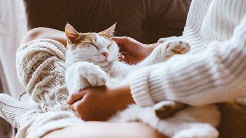 Eine Katze liegt auf dem Schoß einer Frau