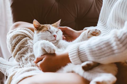 Eine Katze liegt auf dem Schoß einer Frau
