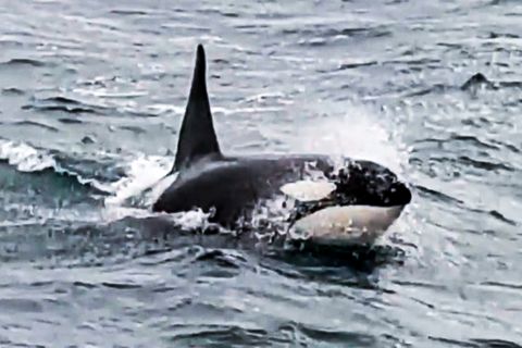 Kranker Orca verirrt sich in der Seine
