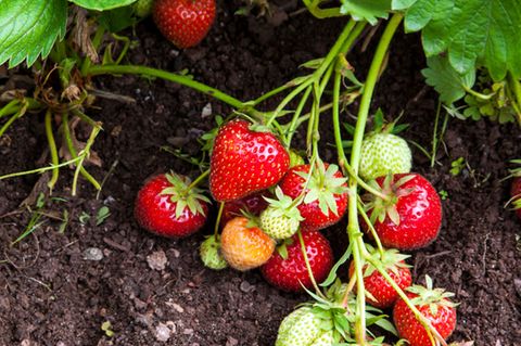 Erdbeeren