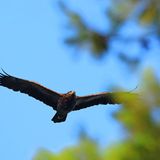 Vom Verlassen der Brutreviere bis zum Erreichen der besonders gefährlichen Abschnitte des Zugweges dauert es nur wenige Tage.