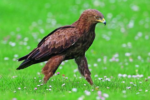 Schreiadler