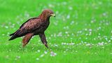 Schreiadler