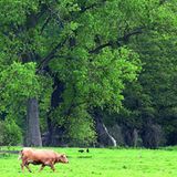 Einträchtiges Nebeneinander: Wo Kühe in naturnaher Landschaft weiden, fühlen sich auch Schreiadler wohl.