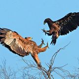 Gipfeltreffen zweier der seltensten Greifvögel der Erde beim Vogelzug: Nur auf dem Zug zwischen Europa und Afrika kann es zu einem solchen Begenung zwischen Kaiseradler (links im Bild) und Schelladler kommen.