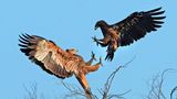 Gipfeltreffen zweier der seltensten Greifvögel der Erde beim Vogelzug: Nur auf dem Zug zwischen Europa und Afrika kann es zu einem solchen Begenung zwischen Kaiseradler (links im Bild) und Schelladler kommen.
