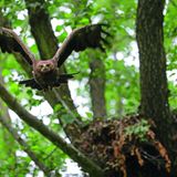 Schreiadler kehren im Frühling oft pünktlich auf den Tag vom Winterquartier in Afrika in ihr Brutgebiet zurück. Dort bleiben ihnen nur wenige Monate, um sich zu verpaaren, ein Nest zu bauen, zu brüten und den Nachwuchs aufzuziehen.