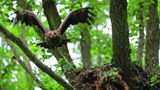 Schreiadler kehren im Frühling oft pünktlich auf den Tag vom Winterquartier in Afrika in ihr Brutgebiet zurück. Dort bleiben ihnen nur wenige Monate, um sich zu verpaaren, ein Nest zu bauen, zu brüten und den Nachwuchs aufzuziehen.
