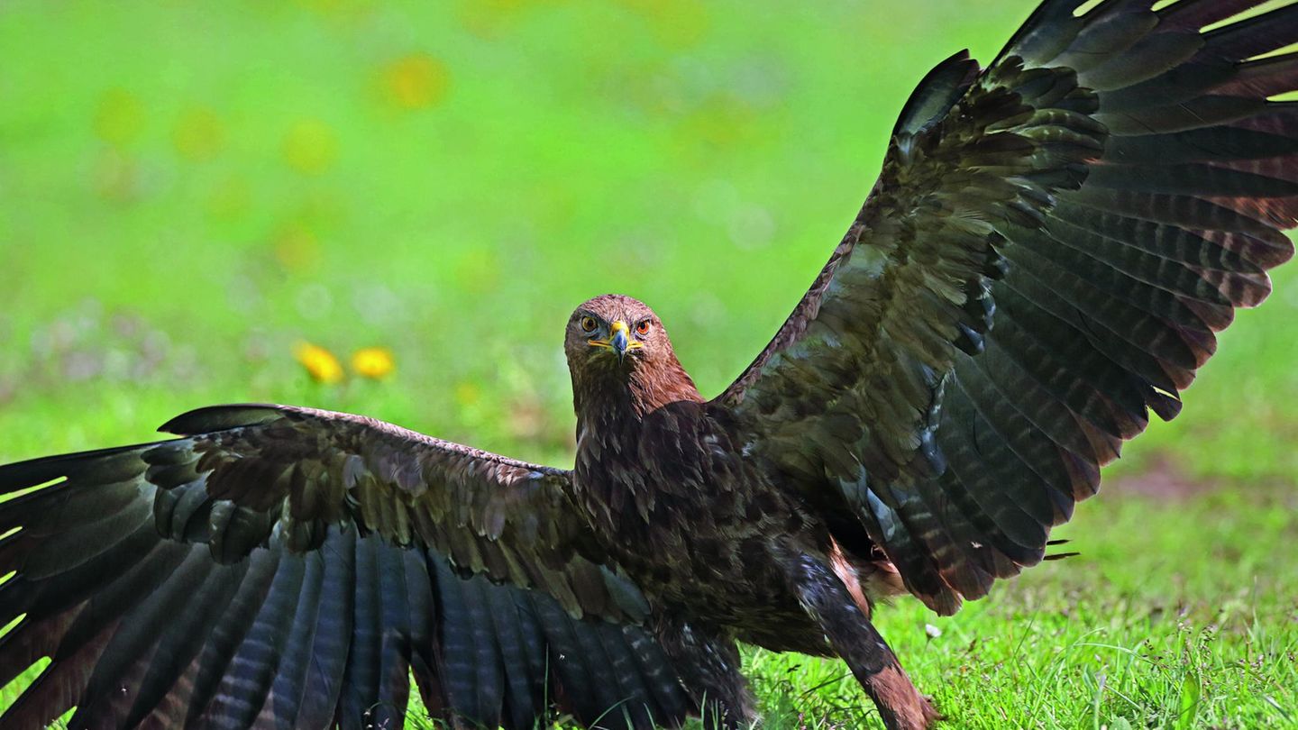 Schreiadler haben den längsten Zugweg unter all unseren Adlern. Wenn sie im April bei uns eintreffen, haben sie einen Flug über oft mehr als 10.000 Kilometer hinter sich.