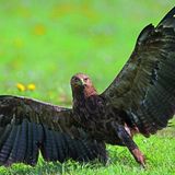 Schreiadler haben den längsten Zugweg unter all unseren Adlern. Wenn sie im April bei uns eintreffen, haben sie einen Flug über oft mehr als 10.000 Kilometer hinter sich.