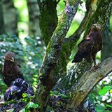 Das Männchen besucht das Nest fast nur zur Beuteübergabe, die in der Regel nur wenige Sekunden lang dauert. Das Weibchen übernimmt es, die Beute zu zerkleinern und an das Junge zu verfüttern.