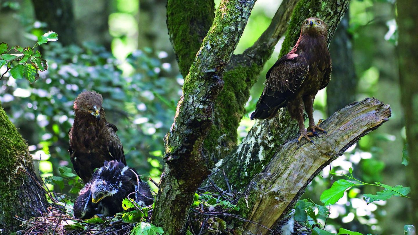 Das Männchen besucht das Nest fast nur zur Beuteübergabe, die in der Regel nur wenige Sekunden lang dauert. Das Weibchen übernimmt es, die Beute zu zerkleinern und an das Junge zu verfüttern.