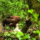 Schreiadler mit Jungem