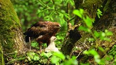 Schreiadler mit Jungem