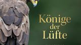Aus: "Könige der Lüfte: Das geheime Leben der letzten Schreiadler Deutschlands" von Thomas Krumenacker. Erschienen im Verlag Frederking & Thaler, 192 Seiten, 220 Abbildungen, Preis: 32,99 Euro.