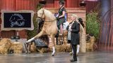 Stallzauber  Ein Pferd im TV-Studio ließ Investor Ralf Dümmel das Portemonnaie zücken. Präsentiert wurde der "Stallzauber Zauberstab", eine Trainingshilfe, mit der die Balance beim Reiten verbessert werden soll. Doch nach dem tierischen Auftritt wurde nichts aus dem Deal. Aufgrund "unterschiedlicher strategischer Ausrichtungen" sei das Investment nicht zustande gekommen, erklärte Dümmel auf seinem Twitter-Kanal.